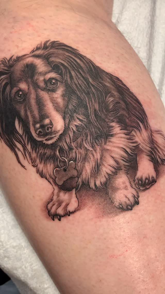 Long-haired dachshund dog tattoo in black and grey ink on human skin.